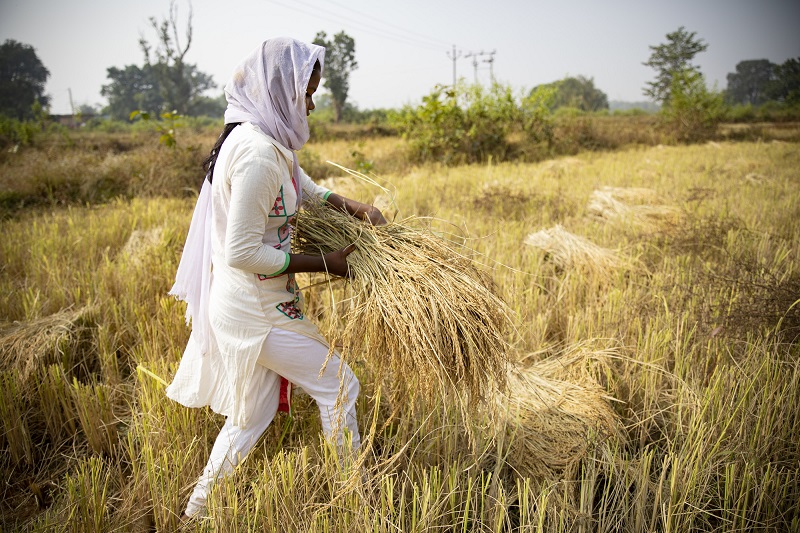 Young girl works in the rice fields in India.